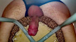 Cock